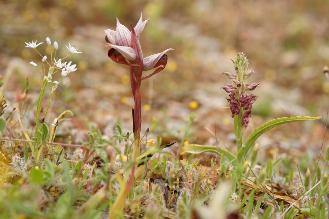 Serapias orientalis & Anacamptis fragans Prina 290411 (16)
