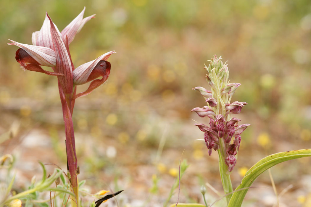 Serapias orientalis & Anacamptis fragans Prina 290411 (17)