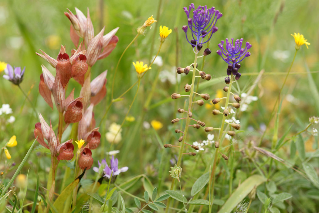 Serapias orientalis & Muscari comosum Prina 290411 (7)