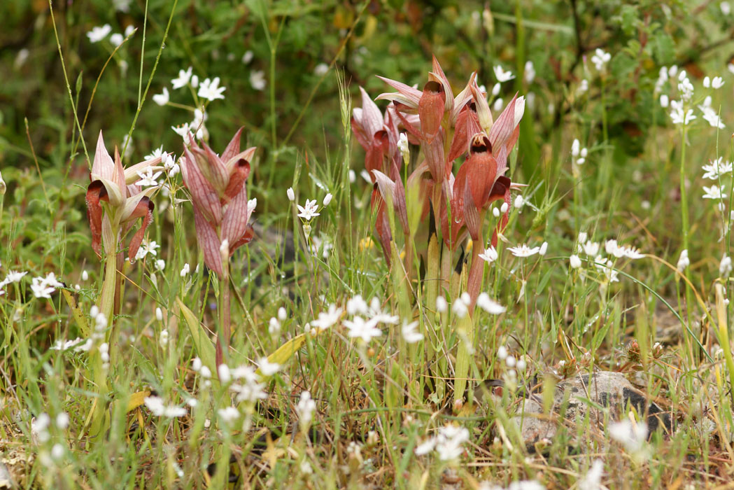 Serapias orientalis & cordigera Prina 290411 (20)