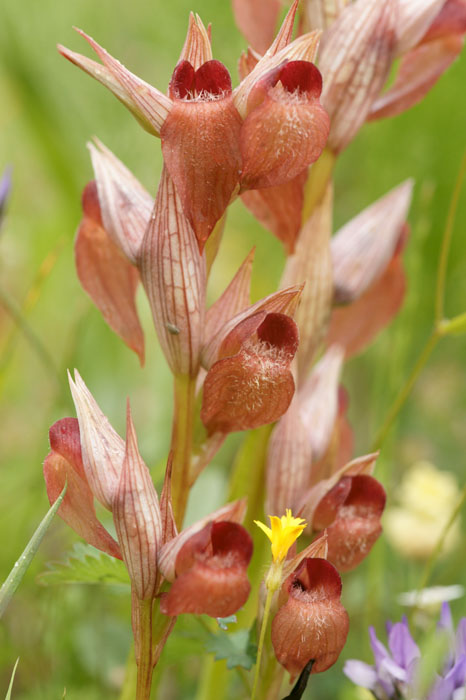 Serapias orientalis Prina 290411 (8)