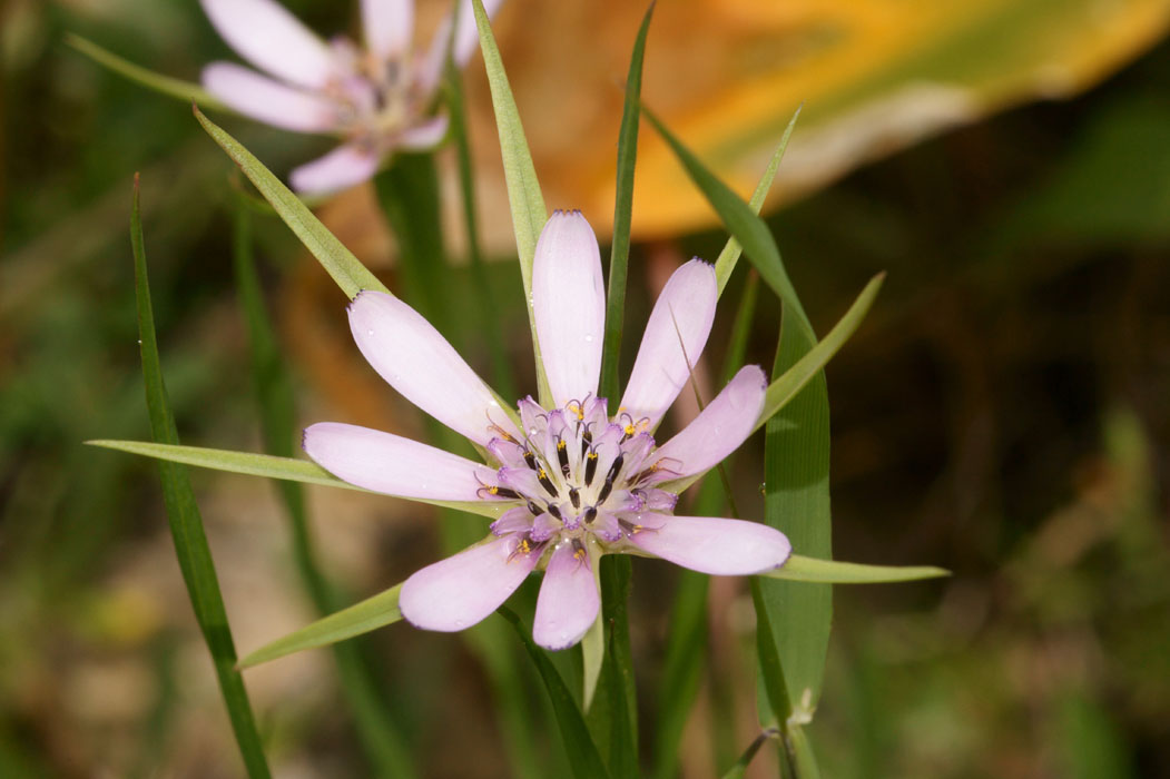 Tragopogon hybridus Prina 290411 (6)