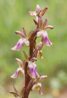 Anacamptis collina Prina 290411 (10)