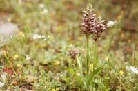 Anacamptis fragans Prina 290411 (13)