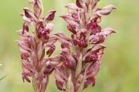 Anacamptis fragans Prina 290411 (15)