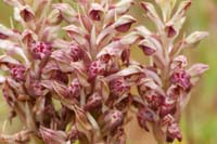 Anacamptis fragans Prina 290411 (19)