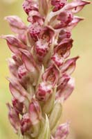 Anacamptis fragans Prina 290411 (22)