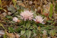 Centaurea raphanina Prina 290411 (21)