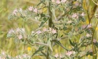 Echium italicum2 Prina 290411 (37)