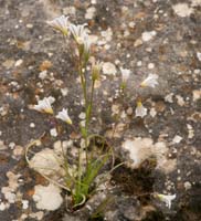 Gagea graeca Prina 290411 (5)