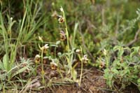 Ophrys episcopalis Prina 290411 (12)