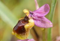 Ophrys leochroma Prina 290411 (29)