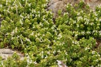 Prasium majus Prina 290411 (4)