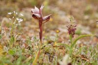 Serapias orientalis & Anacamptis fragans Prina 290411 (16)