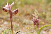 Serapias orientalis & Anacamptis fragans Prina 290411 (17)