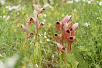 Serapias orientalis & cordigera Prina 290411 (14)