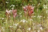 Serapias orientalis & cordigera Prina 290411 (20)