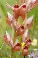 Serapias orientalis Prina 290411 (8)