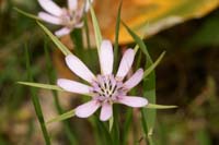 Tragopogon hybridus Prina 290411 (6)