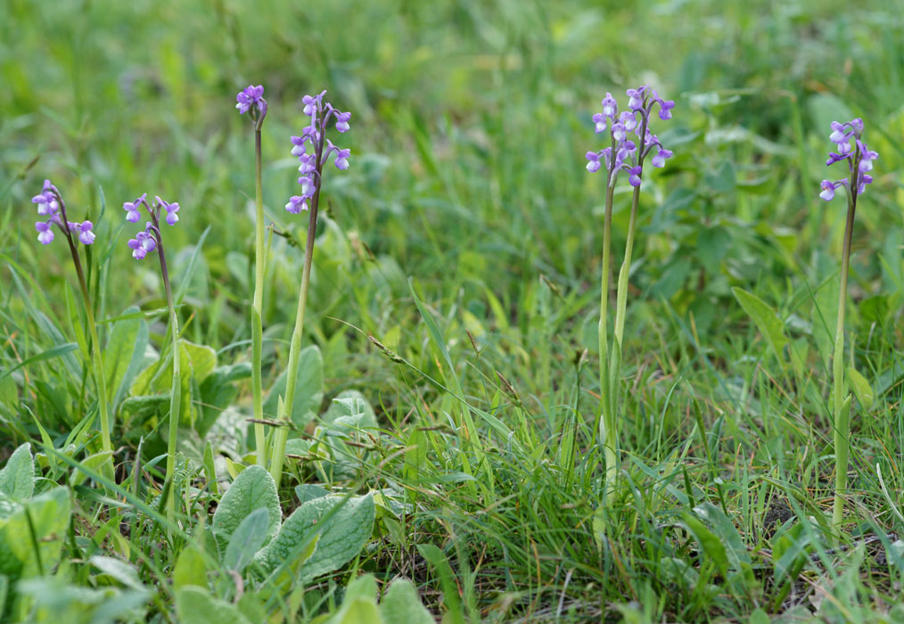 Anacamptis champagneuxii Ramatuelle 060410 (89)