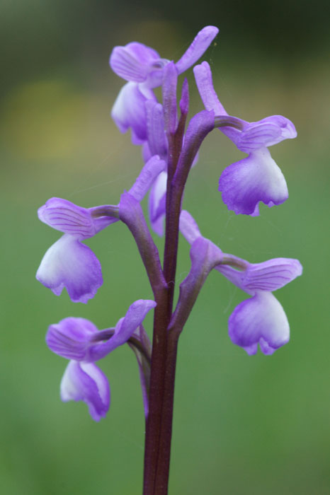 Anacamptis champagneuxii Ramatuelle 060410 (91)