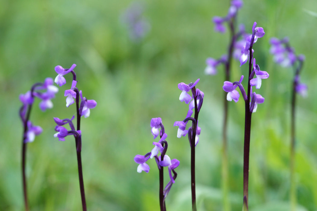 Anacamptis champagneuxii Ramatuelle 060410 (92)