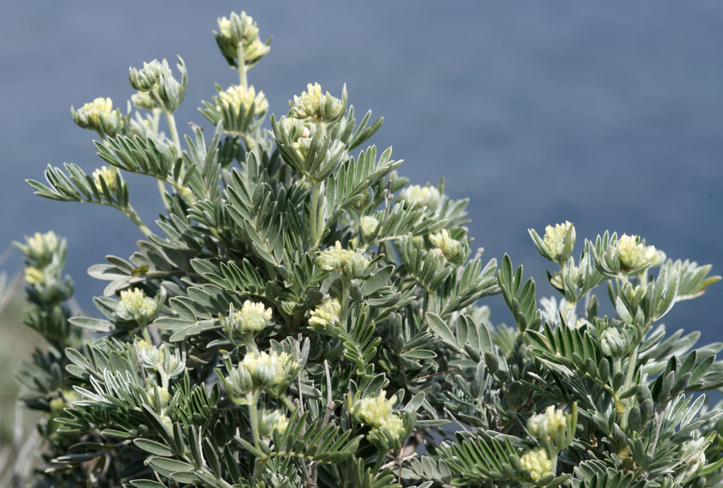 Anthyllis barba_jovis Ramatuelle 060410 (47)