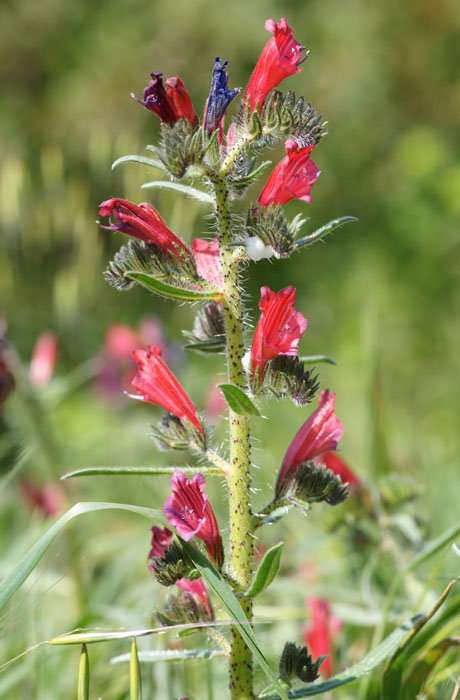 Echium creticum Ramatuelle 060410 (71)