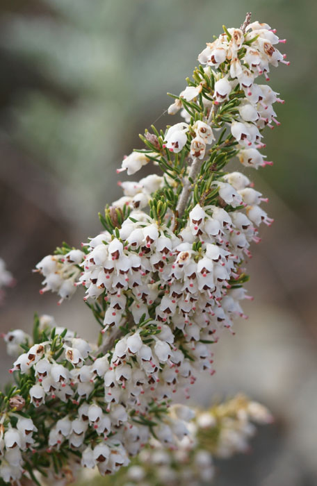 Erica arborea Ramatuelle 060410 (28)