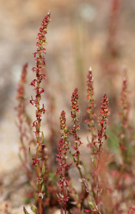 Rumex bucephalophorus Ramatuelle 060410 (74)