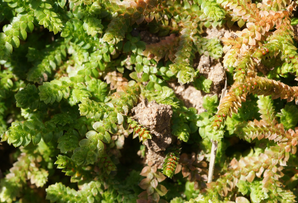 Selaginella denticulata Ramatuelle 060410 (56)
