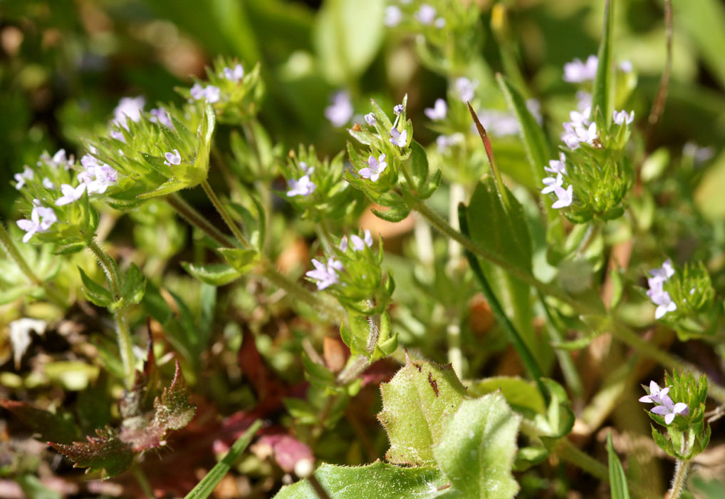 Sherardia arvensis Ramatuelle 060410 (60)