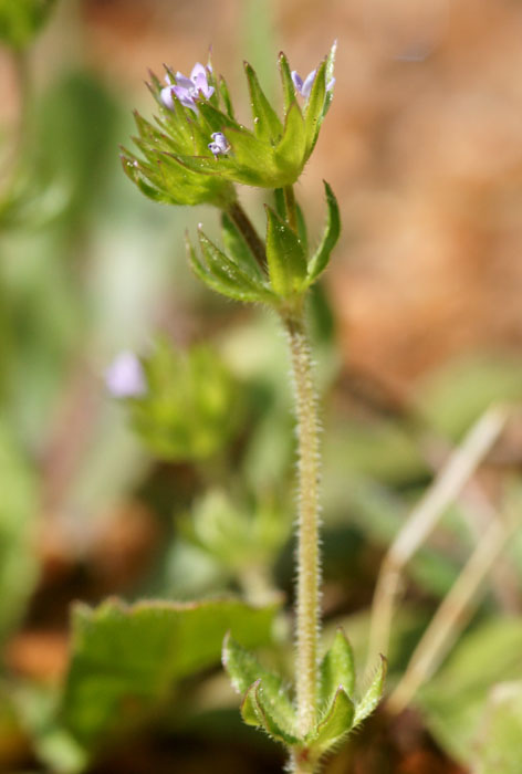 Sherardia arvensis Ramatuelle 060410 (61)