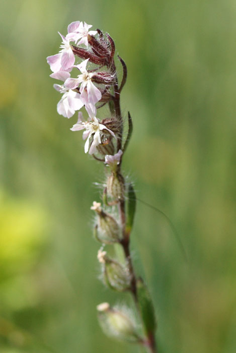 Silene gallica  Ramatuelle 060410 (67)