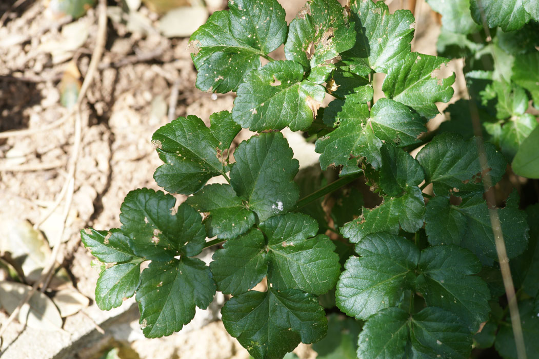 Smyrnum olusatrum Ramatuelle 060410 (53)