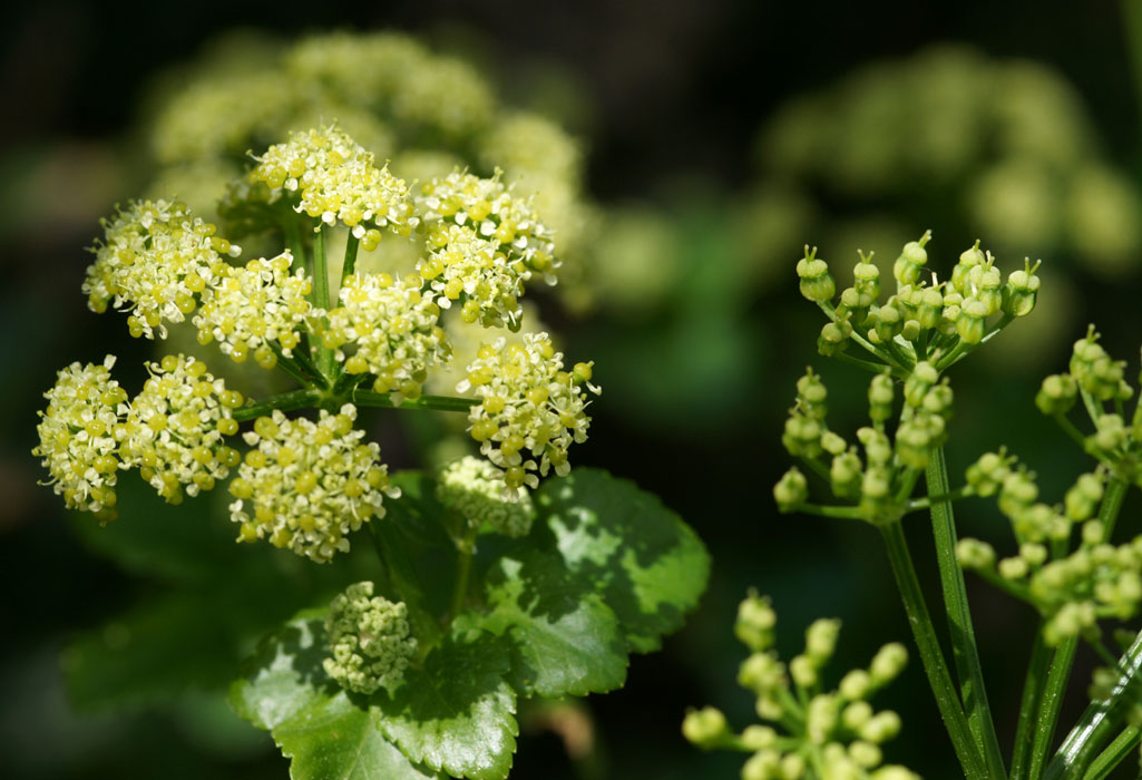Smyrnum olusatrum Ramatuelle 060410 (54)