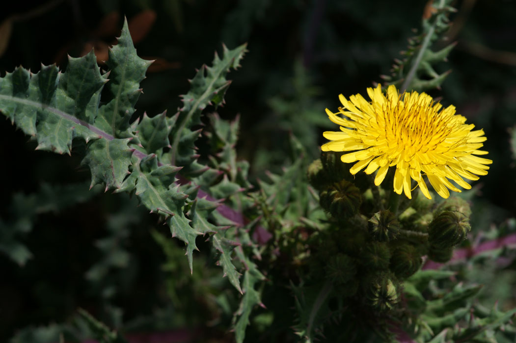 Sonchus asper ssp glaucescens  Ramatuelle 060410 (18)