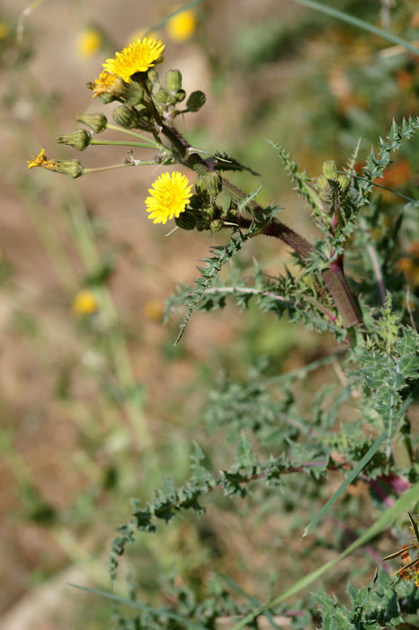Sonchus asper ssp glaucescens  Ramatuelle 060410 (21)