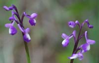 Anacamptis champagneuxii Ramatuelle 060410 (88)