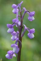 Anacamptis champagneuxii Ramatuelle 060410 (90)