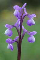 Anacamptis champagneuxii Ramatuelle 060410 (91)