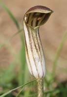 Arisarum vulgare Ramatuelle 060410 (13)