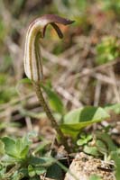 Arisarum vulgare Ramatuelle 060410 (45)