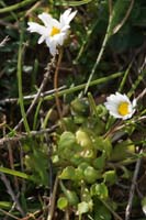 Bellis perennis Ramatuelle 060410 (12)