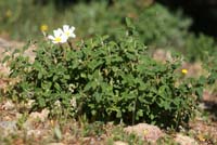 Cistus salviifolius  Ramatuelle 060410 (66)