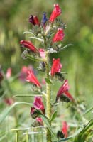 Echium creticum Ramatuelle 060410 (71)