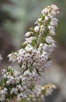 Erica arborea Ramatuelle 060410 (28)