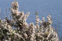 Erica arborea Ramatuelle 060410 (50)