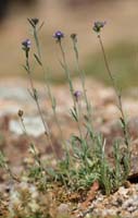 Linaria pellisseriana Ramatuelle 060410 (81)