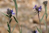 Linaria pellisseriana Ramatuelle 060410 (82)